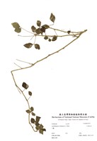藏品(三葉五加)的圖片